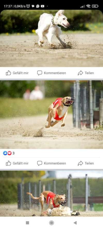 Windhunde - Treffen der besonderen Schönheiten
HERZLICH WILLKOMMEN-Beitrag-Bild