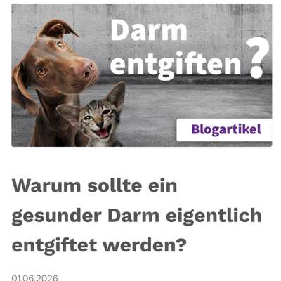 Futterunverträglichkeit - Labrador
(foxred)-Beitrag-Bild