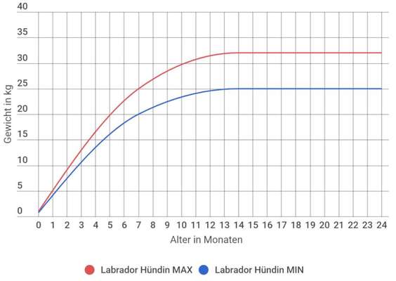 Wie lange Welpenfutter füttern?-Beitrag-Bild