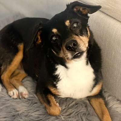 Suchmeldung-Lessie-Bild