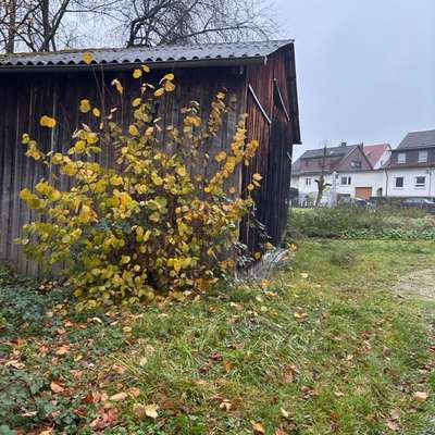 Giftköder-Mgl. Giftköder-Bild