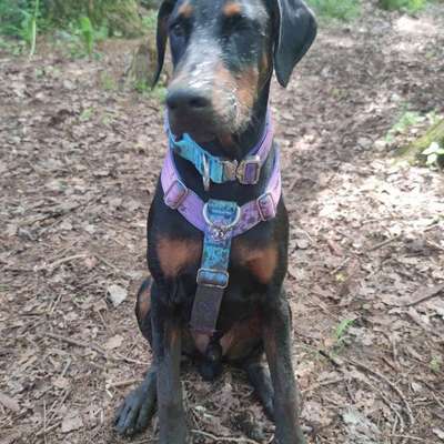 Hundetreffen-Hundetreff-Bild