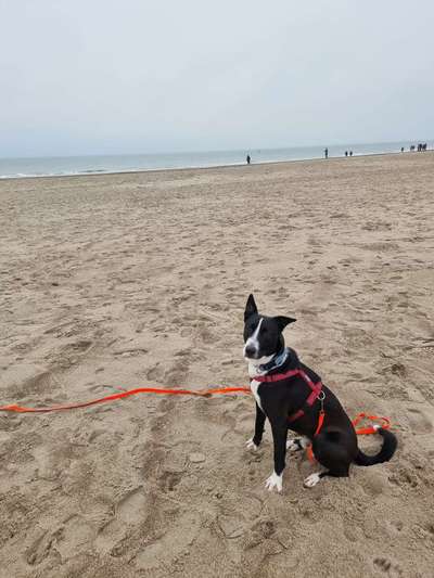 Hundetreffen-Hundekontakt, Spiel-Bild