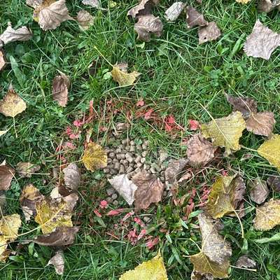 Giftköder-Köder, sieht aus wie Futter-Bild