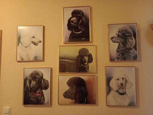 Unsere Fellnasen im Regenbogenland-Beitrag-Bild