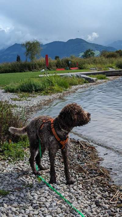 Hundetreffen-Spazier- & Lernfreunde-Bild