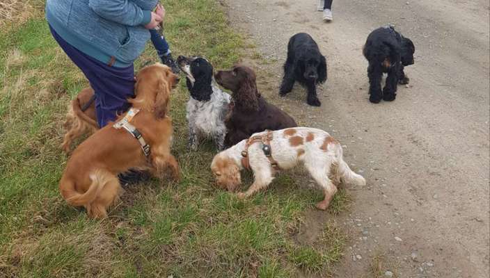 Englisch Cocker Spaniel-Beitrag-Bild