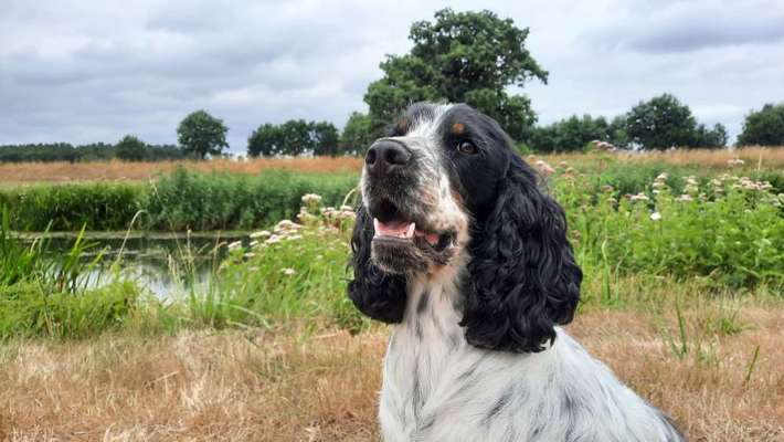 Englisch Cocker Spaniel-Beitrag-Bild