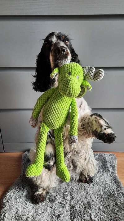 Englisch Cocker Spaniel-Beitrag-Bild