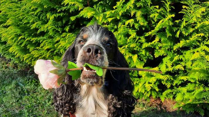 Die Dogorama Kalender Challenge Titelbild-Beitrag-Bild