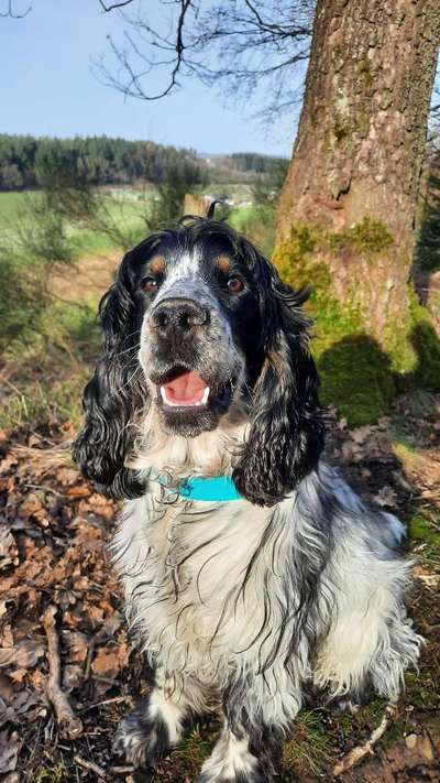 Die Dogorama Wochen Challenge: “Dein Hund im Urlaub”-Beitrag-Bild