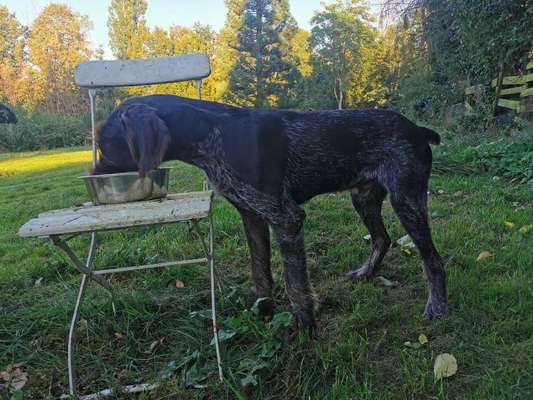 Die Dogorama Wochen Challenge-Beitrag-Bild