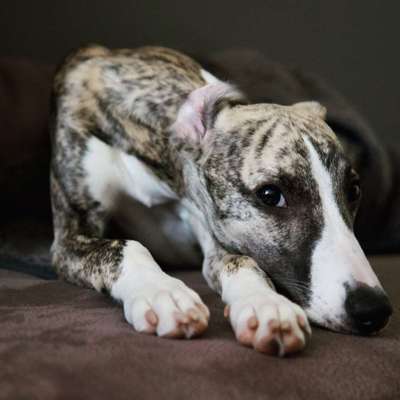 Dogorama Photo Challenge - Hundeblick zum hinschmelzen-Beitrag-Bild