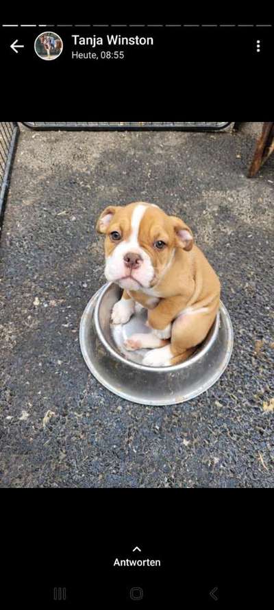 Welpen Bilder !-Beitrag-Bild