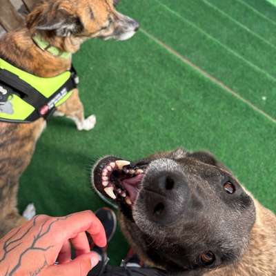 Hundetreffen-Gassirunden/ Grillabende und Community-Bild