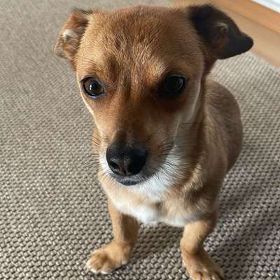 Hundetreffen-Gemeinsame Runden 🐶-Bild