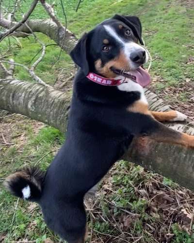 Dogorama Photo Challenge - Der Frühling kommt-Beitrag-Bild