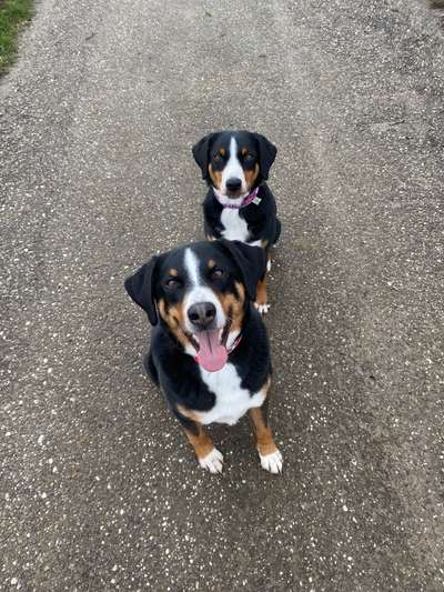 Appenzeller Sennenhunde-Beitrag-Bild