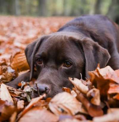 Hundetreffen-Suche Spielkameraden zum Austoben-Bild