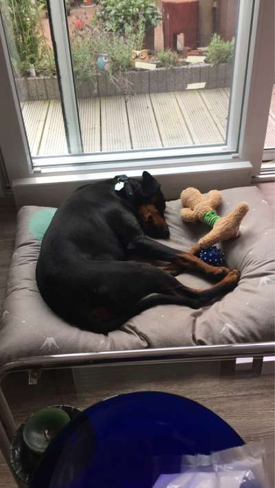 Liebhaber des Deutschen Pinscher gesucht.-Beitrag-Bild