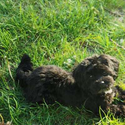 Hundetreffen-Toy Treffen-Bild