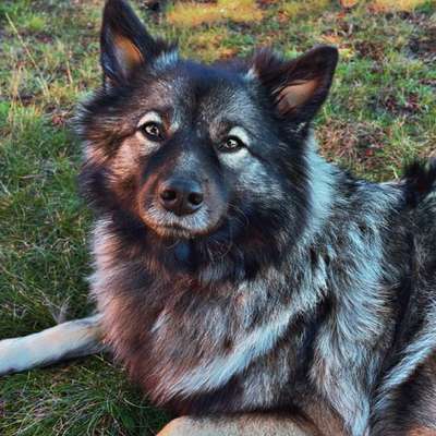 Hundetreffen-Hundefreunde gesucht-Bild