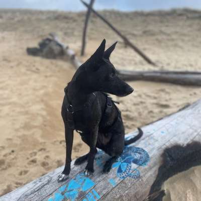 Bardino-Beitrag-Bild