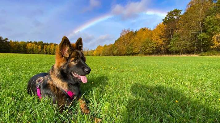 Die Dogorama Kalender Challenge Teil 3/4-Beitrag-Bild