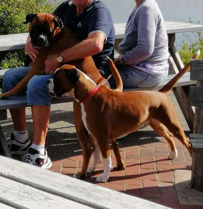 Suche passende Rasse-Beitrag-Bild