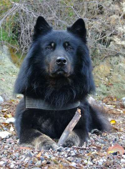Eurasier hier?-Beitrag-Bild