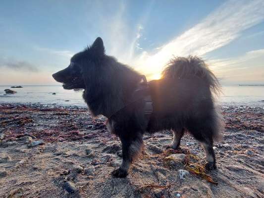 Eurasier hier?-Beitrag-Bild