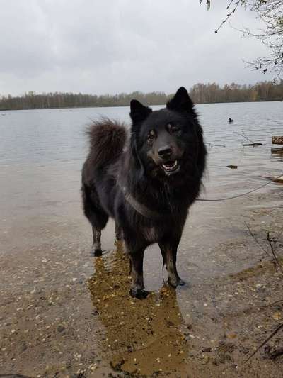 Eurasier hier?-Beitrag-Bild