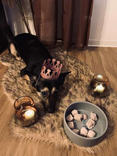 Dogorama Photo Challenge - Hundeblick zum hinschmelzen-Beitrag-Bild