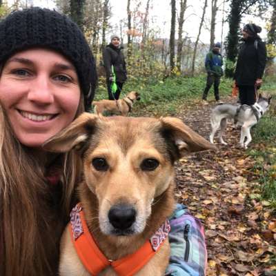 Hundetreffen-Gemeinsames Gassigehen-Bild