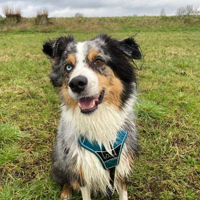 Hundetreffen-Spielen🐶 und oder zusammen wandern gehen🥾-Bild