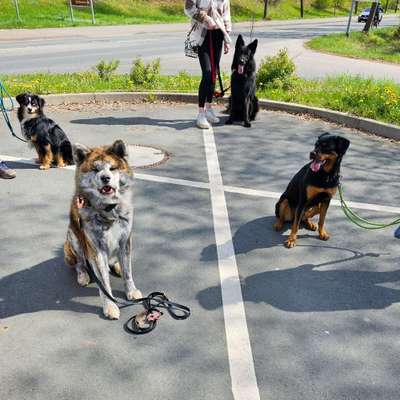 Hundetreffen-Gemeinsames spazieren gehen-Bild