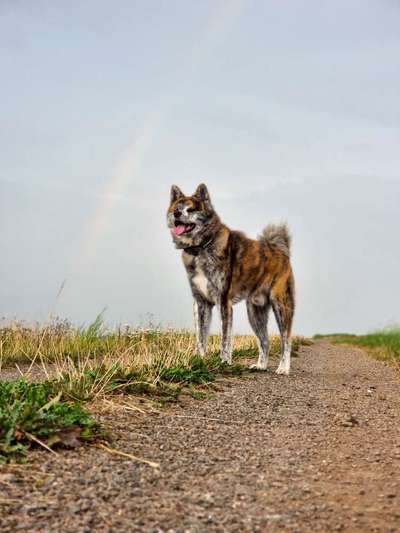 Reinrassige Hunde?-Beitrag-Bild
