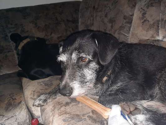 Labradorfans-Beitrag-Bild