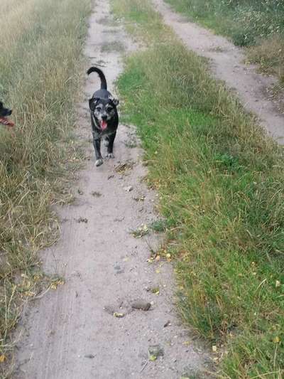 Labradorfans-Beitrag-Bild