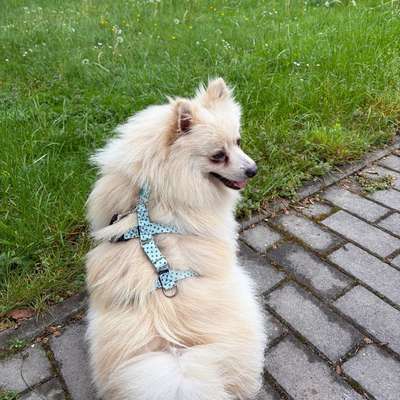Hundetreffen-Sozialisierung/Gassi- und Spieltreffen-Bild