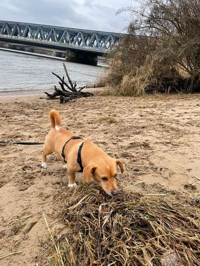 Hunde aus Griechenland-Beitrag-Bild