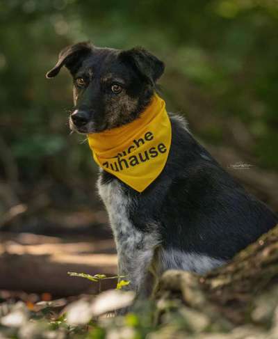 Dogorama Photo Challenge - Hundeblick zum hinschmelzen-Beitrag-Bild