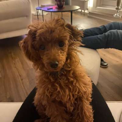 Hundetreffen-Spaziergang mit Welpen-Bild