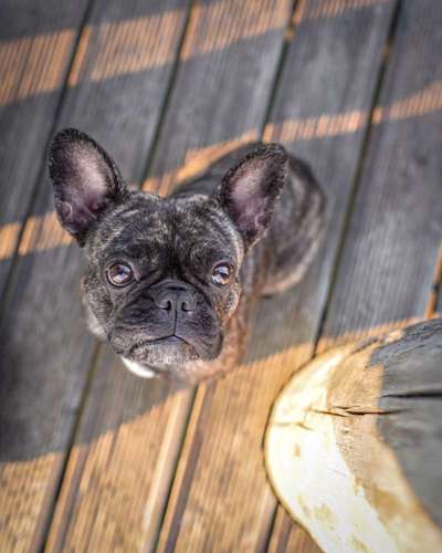 Hundetreffen-Wir suchen einen Dackel zum kennenlernen!-Bild