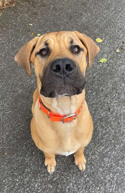 Hundetreffen-Suche Spielkameraden für meine Doggenhündin-Bild