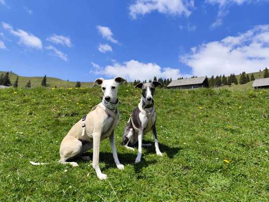 Hundetreffen-Begegnungstraining/Spaziergang-Bild