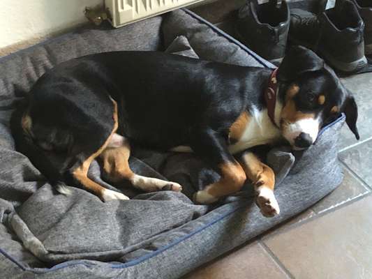 Entlebucher Sennenhund-Beitrag-Bild