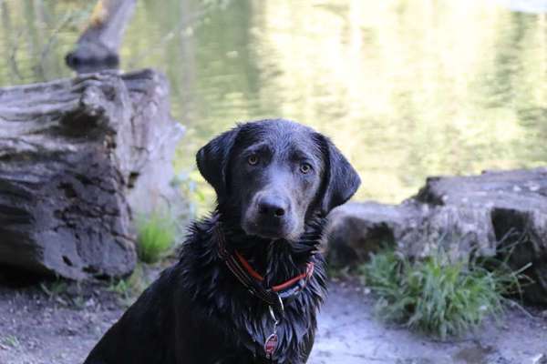 Hundeauslaufgebiet-Hexenteich-Bild