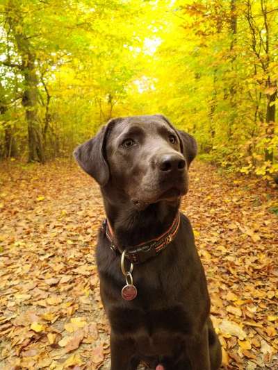 Fotochallenge No. 26                                     Wald und Wiese-Beitrag-Bild