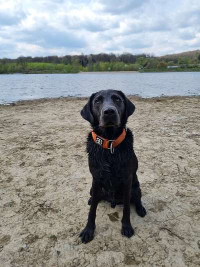 Hundeauslaufgebiet-Oeseteiche-Bild